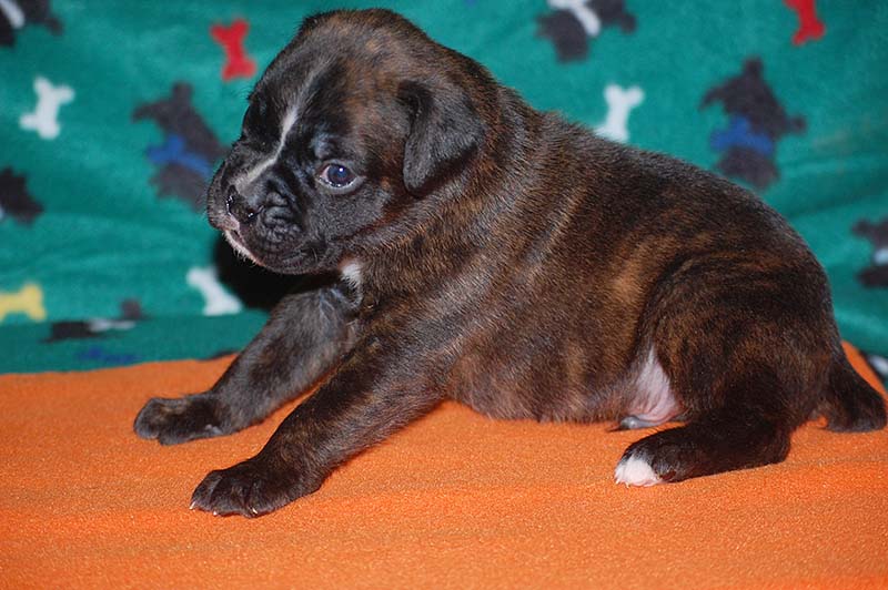 Boxer puppies for sale16