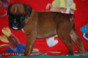 boxer-puppies10