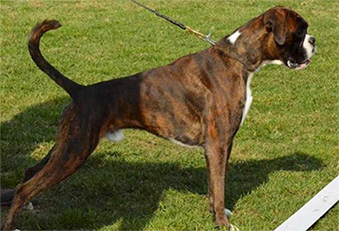Olivero sire of recent boxer litter