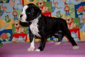 6 week old boxer puppy