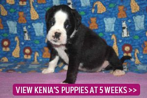 link to 5 week old puppies